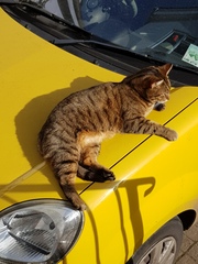 Thug cat part 3.  Unbidden guests are often welcomest when they are gone.