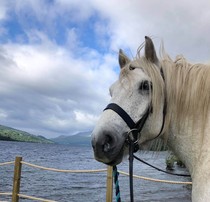Highland pony youngstock