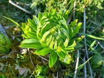 Plant ID