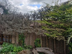 Inherited a dead hedge