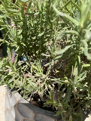 Gardening chat