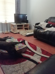 Grey hounds