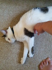 New cat