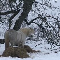 Highland pony youngstock