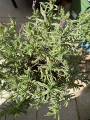 Gardening chat