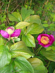 And another plant ID please!