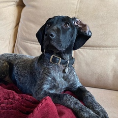 Puppy Survival Thread - April