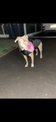Woman 80s, Savaged to Death by Dogs, Birmingham