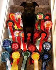 Please show me your Patterdale terriers