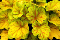 What plants for hanging basket?