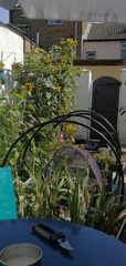 Help - what would you do with this garden