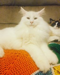 Most popular lockdown cat names (GoCompare)