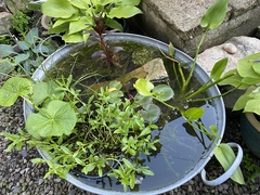 Mini pond in a pot