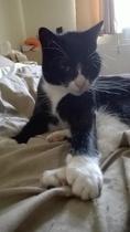 Cat chat thread the umpteenth - the Café is open all welcome