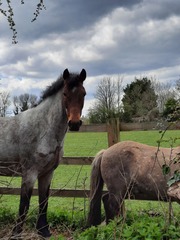 New pony day!