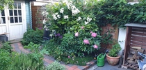 Lovely rambling/cottage garden pictures