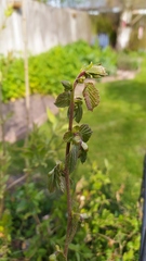 A plant (tree?) ID