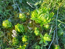 Plant ID