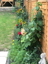 Lovely rambling/cottage garden pictures