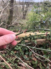 Anyone know what this is please?