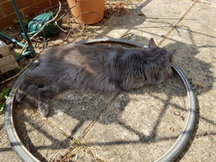 Thug cat part 3.  Unbidden guests are often welcomest when they are gone.