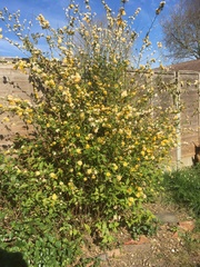 Plant id help please