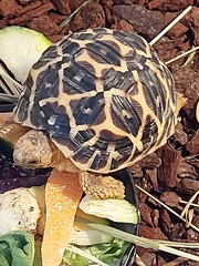 ADs teach twisted lyrics to their pet tortoise