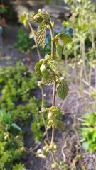 A plant (tree?) ID