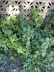 Plant/weed help!