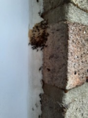 Can anyone identify these bugs? (pics)