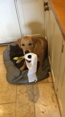 What does your dog do that makes you happy