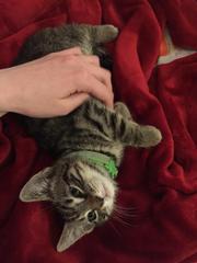 Feliway or feliway friends