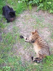 Thug cat part 3.  Unbidden guests are often welcomest when they are gone.
