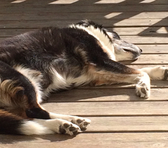 Border collie as a family pet?