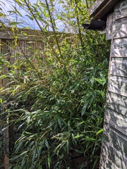 Bamboo identification please