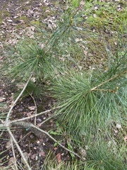 What is this tree?