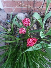 Gardening chat
