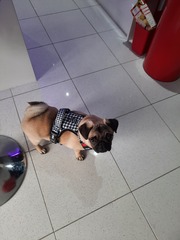 Puppy Survival Thread - April