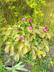 And another plant ID please!