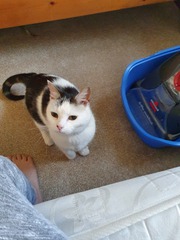New cat