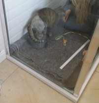 AIBU to insist he's a kitten?