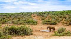 Elephants