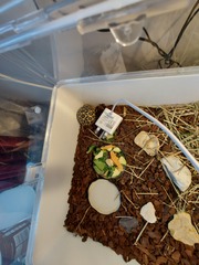 ADs teach twisted lyrics to their pet tortoise