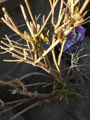 What is this not quite dead shrub?