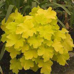 What plants for hanging basket?