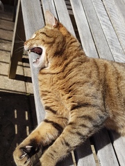 Thug cat part 3.  Unbidden guests are often welcomest when they are gone.