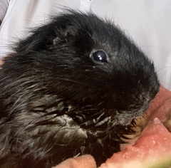 Tell me about your guinea pigs!