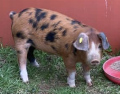 April Leaving Lockdown Low Carb Bootcamp - week 1