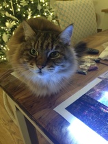 How have you devastated your cat today?