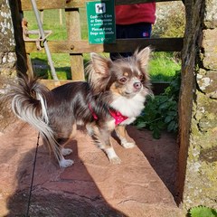 Chihuahua owners